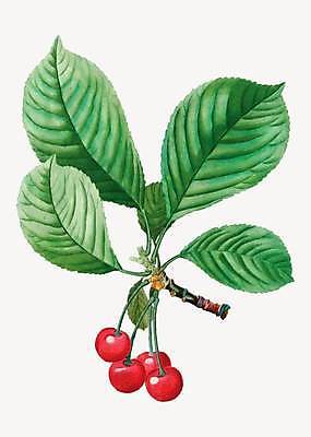 EPS 해외이미지 줄기 일러스트 나뭇잎 사람없음 나뭇가지 빈티지 체리 해외일러스트 나무 식물 컨셉 잎 과일 파일형식 벡터 이미지허브