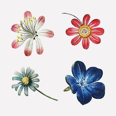 EPS 해외이미지 꽃 분홍색 일러스트 사람없음 파란색 세트 그림 해외일러스트 식물 컬러 파일형식 벡터 이미지허브