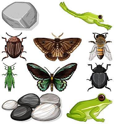 EPS 해외이미지 클립아트 나무 식물 동물 야생동물 나비 곤충 날개 일러스트 포유류 자연 생물 개구리 미술 풍경 야외 환경 정원 조약돌 바위 흰색 벌레 숲 작음 만화 클립 장면 개미 리빙 내추럴 고립 동물상 분 생태학 엘리먼트 해외일러스트 교육 컬러 문화예술 양서류 조형물 돌_바위 크기 생태계 파일형식 벡터 이미지허브