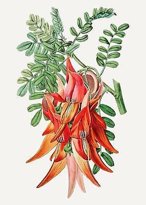 EPS 해외이미지 꽃 잎 일러스트 사람없음 빨간색 빈티지 그림 손그림 감성 해외일러스트 식물 컬러 컨셉 파일형식 벡터 이미지허브