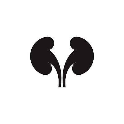 EPS 해외이미지 디자인 선 신체 일러스트 해부 건강 병원 사람 내부 약 오르간 신장 플랫 심볼 생물학 심플 시스템 외과 정맥 돌봄 엘리먼트 해외일러스트 교육 의학 모션 건반악기 비뇨기관 혈관 파일형식 벡터 이미지허브