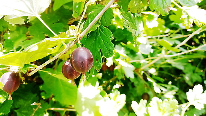 포토 JPG 해외이미지 식물 열매 문화 음식 잎 밭 농업 과일 재료 자연 주택 건강 사람없음 야외 가로 초록색 농장 정원 검은색 수확 성장 나뭇가지 신선 달콤 맛 숲 유기농 날것 내추럴 건포도 구스베리 밭일 숙성 맛있는 해외포토 나무 웰빙 산업 컬러 컨셉 포도 건물 생태계 건과일 파일형식 이미지허브