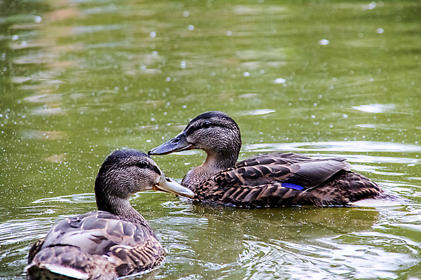 포토 JPG 해외이미지 동물 호수 물결 야생동물 파도 발 자연 조류 오리 풍경 사람없음 야외 물 여름 강 갈색 환경 깃털 부리 동물상 해외포토 자연요소 계절 바다 컬러 신체부위 조형물 생태계 파일형식 이미지허브