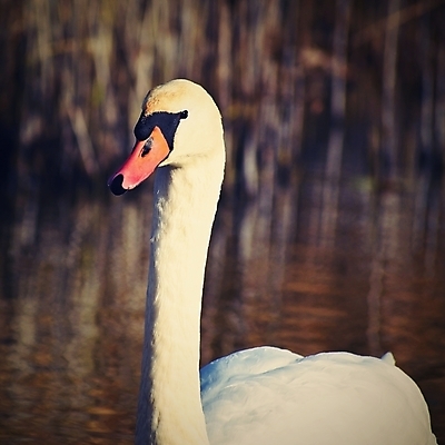 포토 JPG 해외이미지 동물 유럽 호수 물결 야생동물 어린이 음식 백그라운드 가족 자연 조류 사랑 사람없음 야외 물 강 뷰티 반사 평화 귀여움 수영 저녁식사 스트레칭 침묵 일몰 새벽 흰색 연못 잠 최고 우아함 아침식사 작음 먹이 깃털 걱정 부리 백조 내추럴 단아함 벙어리 해외포토 자연요소 감정 나라 컬러 컨셉 관계 사람 운동 노을 식사 소리 수상스포츠 크기 생태계 파일형식 이미지허브