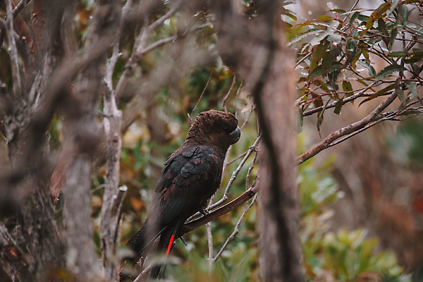 포토 JPG 해외이미지 나무 동물 공원 야생동물 자연 조류 사람없음 야외 초록색 갈색 환경 검은색 호주 깃털 부리 앵무새 멸종 내추럴 해외포토 멸종위기종 식물 공공시설 컬러 오세아니아 생태계 파일형식 이미지허브