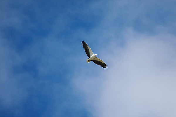 포토 JPG 해외이미지 동물 야생동물 바다 날개 자연 조류 사람없음 야외 파란색 펼침 흰색 비행 닫기 먹이 깃털 흰배경 사냥 부리 독수리 육식동물 비전 고립 동물상 해외포토 컬러 백그라운드 모션 조형물 생태계 파일형식 이미지허브