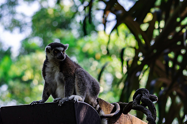 포토 JPG 해외이미지 동물 응시 공원 얼굴 야생동물 포유류 아프리카 자연 털 동물원 종류 사람없음 야외 뷰티 검은색 줄무늬 회색 흰색 원숭이 아기 관찰 반지 숲 열대우림 모피 꼬리 멸종 솜털 유인원 노려봄 경보 마다가스카르 여우원숭이 해외포토 시선 공공시설 나라 컬러 무늬 장신구 모션 표정 사람 신체부위 생태계 파일형식 이미지허브