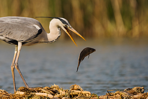 포토 JPG 해외이미지 동물 호수 야생동물 음식 자연 조류 어류 사람없음 야외 물 강 연못 잡기 황무지 큼 먹기 사냥 서식지 내추럴 수유 해외포토 자연요소 모션 수중동물 크기 생태계 파일형식 이미지허브