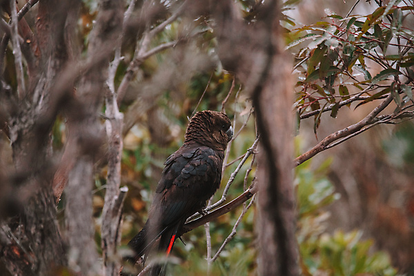포토 JPG 해외이미지 나무 동물 공원 야생동물 자연 조류 사람없음 야외 초록색 갈색 환경 검은색 호주 깃털 부리 앵무새 멸종 내추럴 해외포토 멸종위기종 식물 공공시설 컬러 오세아니아 생태계 파일형식 이미지허브