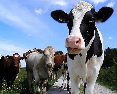 포토 JPG 해외이미지 동물 응시 자연 함께함 사람없음 농장 걷기 가축 대립 우유 탐험 자신감 그룹 소 군중 주식 모험가 호기심 리더 팩 커뮤니티 노려봄 주목 해외포토 시선 감정 컨셉 농업 포유류 모션 유제품 표정 사람 금융 화장품 생태계 파일형식 이미지허브