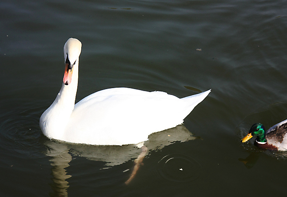 포토 JPG 해외이미지 동물 커플 호수 야생동물 바다 2 오렌지 자연 조류 오리 사람없음 빨간색 물 파란색 반사 검은색 수영 거울 흰색 저수지 연못 우아함 떨어짐 깃털 에코 부리 백조 목 해외포토 자연요소 컬러 컨셉 과일 관계 신체부위 환경 수상스포츠 생태계 파일형식 이미지허브