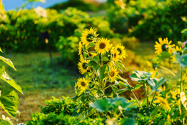 포토 JPG 해외이미지 식물 계절 꽃 문화 백그라운드 잎 꽃무늬 밭 농업 오렌지 자연 하늘 해바라기 씨앗 풍경 초원 사람없음 야외 초록색 여름 파란색 농작물 컬러풀 태양 뷰티 농장 노란색 맑음 봄 활발 성장 벚꽃 시골 개화 기름 유기농 장면 꽃가루 내추럴 해외포토 자연요소 웰빙 산업 음식 컬러 컨셉 무늬 과일 날씨 가루 생태계 파일형식 이미지허브