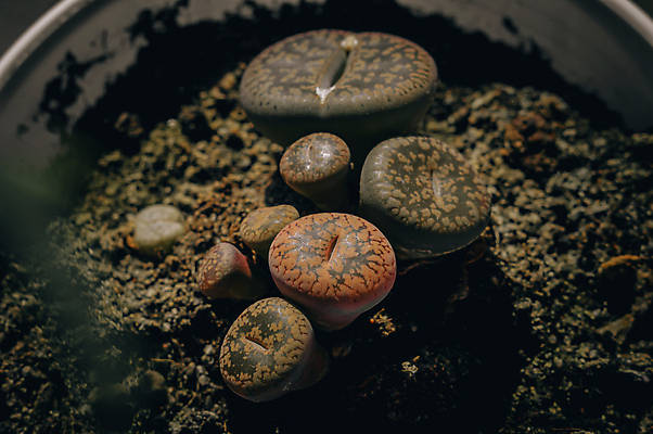 포토 JPG 해외이미지 모양 식물 꽃 화초 잎 자연 선인장 실내 종류 취미 사람없음 장식 흙 사막 성장 그룹 닫기 냄비 작음 수집 원예 질감 다리찢기 땅바닥 이국적 인기 카피스페이스 해외포토 모션 바닥 내부 공백 솥 크기 생태계 파일형식 이미지허브