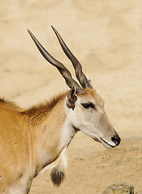 포토 JPG 해외이미지 동물 야생동물 포유류 자연 초식동물 뿔 성인 사람없음 갈색 원주민 큼 사파리 영양 귀족 사바나 반추동물 해외포토 컬러 사람 아프리카인 크기 생태계 파일형식 이미지허브