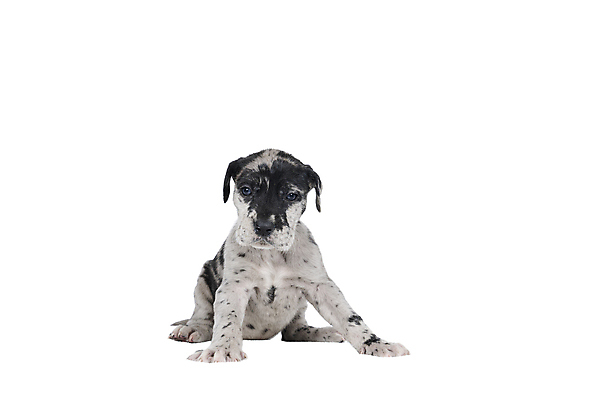 포토 JPG 해외이미지 동물 척추동물 1 장난 포유류 실내 앉기 사람없음 반려동물 검은색 흰색 개 강아지 작음 큼 호기심 흰배경 사냥개 슛 송곳니 경보 고립 기르기 마스티프 복종 유래 주목 차단 해외포토 감정 컬러 백그라운드 컨셉 모션 내부 치아 크기 돌봄 파일형식 이미지허브