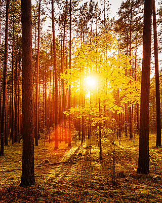 포토 JPG 해외이미지 나무 자연 사람없음 야외 햇빛 태양 일몰 숲속 숲 해외포토 자연요소 식물 노을 생태계 파일형식 이미지허브