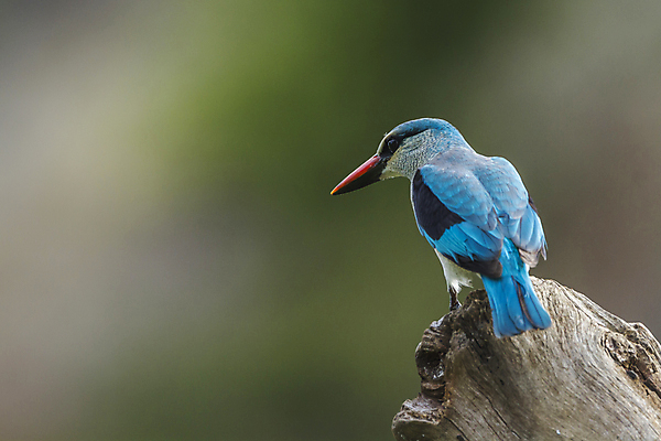 포토 JPG 해외이미지 주간 야생동물 자연 조류 사람없음 야외 아웃포커스 물새 물총새 해외포토 자연요소 동물 촬영기법 생태계 파일형식 이미지허브