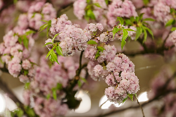포토 JPG 해외이미지 나무 식물 계절 꽃잎 꽃 분홍색 백그라운드 꽃무늬 자연 하늘 사람없음 정원 봄 벚꽃 흰색 나뭇가지 신선 개화 4월 묘사 내추럴 해외포토 컬러 무늬 날짜 생태계 파일형식 이미지허브