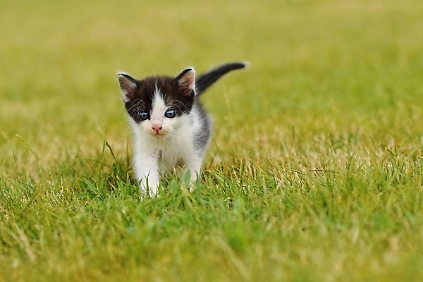 포토 JPG 해외이미지 동물 응시 꽃 얼굴 어린이 백그라운드 장난 포유류 자연 놀이 주택 털 잔디 사람없음 야외 초록색 파란색 반려동물 달리기 태양 노란색 정원 고양이 봄 흰색 아기 달콤 작음 얼룩무늬 고립 해외포토 자연요소 식물 시선 계절 컬러 무늬 모션 사람 건물 신체부위 맛 크기 생태계 파일형식 이미지허브
