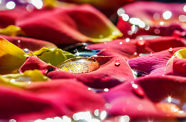 포토 JPG 해외이미지 식물 디자인 꽃잎 꽃 분홍색 백그라운드 컨셉 꽃무늬 자연 휴가 휴식 사랑 사람없음 빨간색 물 빛 컬러풀 뷰티 장미 노란색 환경 정원 보라색 축제 스파 낭만 벚꽃 물방울 신선 화려 개화 선택 떨어짐 소프트포커스 아로마 부드러움 아로마테라피 내추럴 블러 해외포토 자연요소 감정 컬러 무늬 촬영기법 감각 생태계 테라피 파일형식 이미지허브