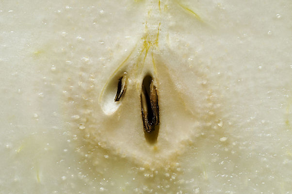 포토 JPG 해외이미지 계절 음식 줄기 백그라운드 과일 자연 씨앗 사람없음 초록색 노란색 젖음 흰색 신선 달콤 떨어짐 자르기 먹기 유기농 슬라이스 내추럴 고립 숙성 채식주의자 해외포토 식물 웰빙 컬러 컨셉 모션 맛 생태계 채식 파일형식 이미지허브