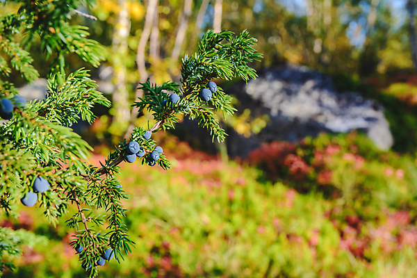 포토 JPG 해외이미지 나무 식물 계절 공원 줄기 백그라운드 패턴 자연 프레임 건강 이끼 사람없음 야외 장식 초록색 정원 성장 나뭇가지 신선 황무지 닫기 숲 관목 유기농 생물학 날것 에메랄드 북쪽 상록수 내추럴 생태학 숙성 향나무 해외포토 웰빙 공공시설 교육 컬러 무늬 모션 보석 방향 생태계 파일형식 이미지허브