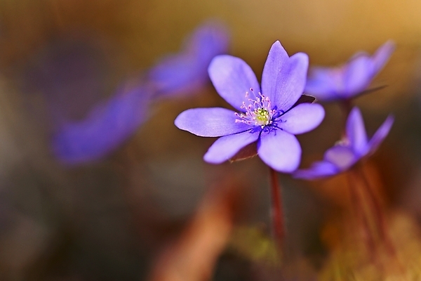 포토 JPG 해외이미지 식물 계절 꽃잎 꽃 백그라운드 잎 꽃무늬 자연 사람없음 야외 초록색 파란색 컬러풀 뷰티 정원 보라색 봄 들꽃 벚꽃 신선 개화 숲 제비꽃 내추럴 노루귀 아네모네 해외포토 컬러 무늬 생태계 파일형식 이미지허브