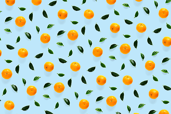 포토 JPG 해외이미지 잎 패턴 귤 사람없음 파란배경 해외포토 식물 백그라운드 무늬 과일 파란색 파일형식 이미지허브