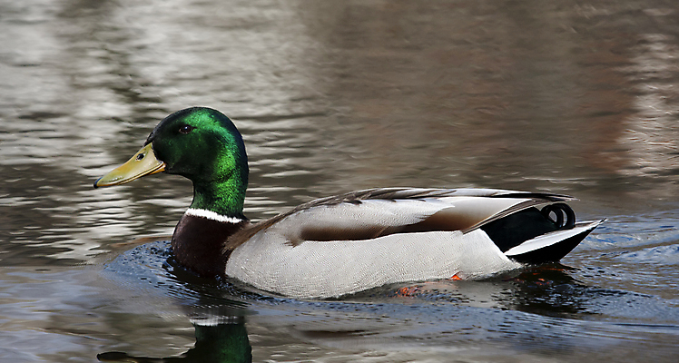 포토 JPG 해외이미지 동물 계절 공원 남자 호수 야생동물 자연 조류 오리 사람없음 야외 초록색 물 강 반사 갈색 머리 수영 연못 깃털 물새 청둥오리 내추럴 해외포토 자연요소 공공시설 컬러 사람 신체부위 수상스포츠 생태계 파일형식 이미지허브