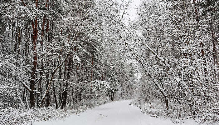 포토 JPG 해외이미지 나무 길 겨울 자연 사람없음 야외 눈 숲 가로수 해외포토 자연요소 식물 계절 날씨 생태계 파일형식 이미지허브