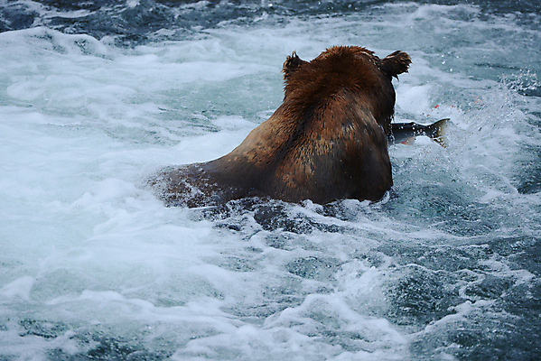 포토 JPG 해외이미지 주간 한마리 야생동물 곰 사람없음 야외 강 사냥 연어 해외포토 자연요소 동물 1 포유류 어류 파일형식 이미지허브