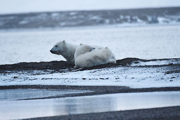 포토 JPG 해외이미지 동물 남자 야생동물 바다 겨울 곰 포유류 자연 털 사람없음 물 태양 걷기 마을 환경 얼음 미국 산책 추위 흰색 변화 북극 뿌리기 육식동물 북쪽 지구온난화 멸종 알래스카 석호 기후변화 포식 생존 해외포토 자연요소 계절 컬러 컨셉 북아메리카 모션 날씨 휴식 사람 극지방 방향 생태계 파일형식 이미지허브