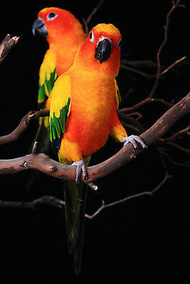 포토 JPG 해외이미지 동물 오렌지 조류 사람없음 초록색 반려동물 태양 미니어처 흰색 고리 깃털 부리 앵무새 계산서 이국적 유대감 해외포토 자연요소 컬러 과일 모형 파일형식 이미지허브