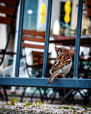 포토 JPG 해외이미지 동물 한마리 1 계절 실루엣 유럽 야생동물 날개 자연 조류 추상 동물원 사람없음 야외 여름 반려동물 뷰티 갈색 봄 나뭇가지 우아함 작음 깃털 부리 참새 내추럴 동물상 해외포토 나무 나라 컬러 컨셉 무늬 촬영기법 조형물 크기 생태계 파일형식 이미지허브
