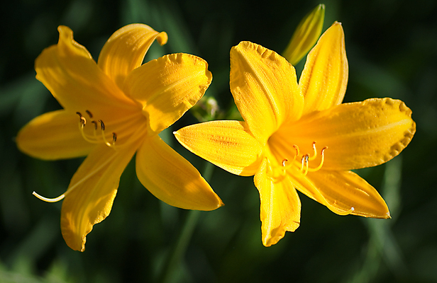 포토 JPG 해외이미지 식물 꽃잎 꽃 백그라운드 잎 자연 사람없음 야외 초록색 컬러풀 뷰티 노란색 벚꽃 개화 확대 묘사 해외포토 컬러 생태계 파일형식 이미지허브