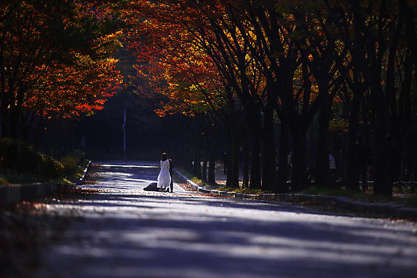 포토 JPG 해외이미지 나무 라이프스타일 계절 공원 행복 백그라운드 잎 오렌지 자연 한국 사람 사람없음 야외 빨간색 컬러풀 노란색 나뭇가지 황금 떨어짐 숲 큼 사진사 10월 내추럴 해외포토 식물 공공시설 감정 아시아 컬러 컨셉 과일 생활 날짜 크기 작가 생태계 파일형식 이미지허브