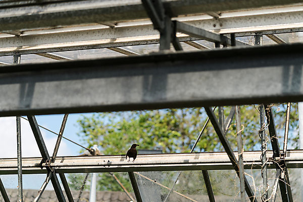 포토 JPG 해외이미지 나무 동물 계절 여자 야생동물 음식 곤충 날개 자연 조류 하늘 사람없음 야외 정원 검은색 기아 깃털 부리 내추럴 고립 동물상 수유 해외포토 식물 컬러 사람 조형물 사회이슈 생태계 파일형식 이미지허브