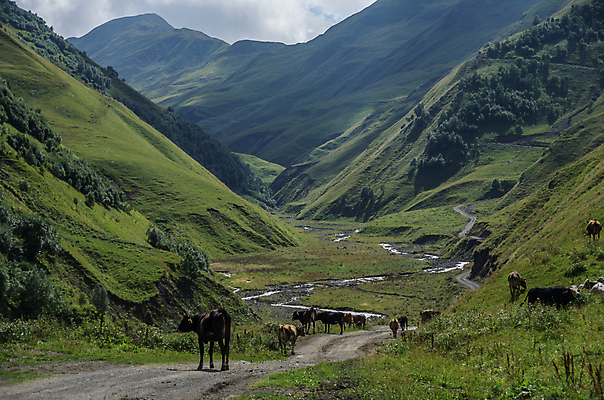 포토 JPG 해외이미지 동물 유럽 아시아 여행 산 사람없음 초록색 물 강 농장 골짜기 계곡 봄 신선 고속도로 개울 황무지 소 언덕 군용 화산 알프스 조지아 지질학 국경 해외포토 자연요소 계절 교육 나라 도로 컬러 농업 포유류 자연 군대 동유럽 파일형식 이미지허브