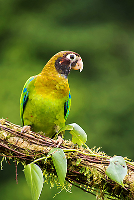 포토 JPG 해외이미지 동물 야생동물 날개 자연 조류 사람없음 뷰티 환경 미국 다양 보호 숲 열대우림 깃털 환경보전 생태계 생물학 부리 앵무새 서식지 동물상 보호구역 생태학 코스타리카 해외포토 교육 다수 컨셉 북아메리카 조형물 중앙아메리카 사회이슈 구역 파일형식 이미지허브