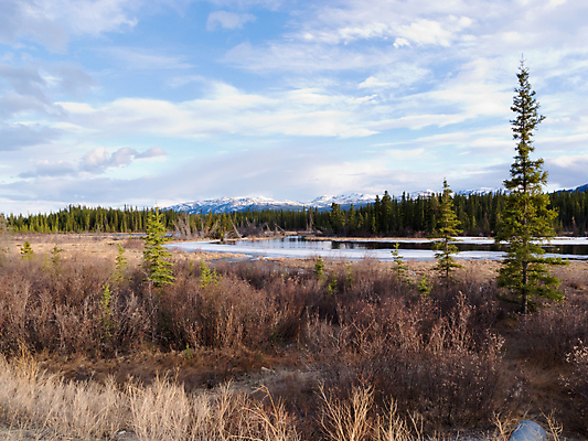 포토 JPG 해외이미지 식물 계절 호수 캐나다 자연 산 풍경 사람없음 야외 물 봄 젖음 시골 녹음 연못 황무지 습지 숲 북극 영토 침엽수 서식지 내추럴 변소 해외포토 자연요소 나무 북아메리카 기록 극지방 생태계 파일형식 이미지허브