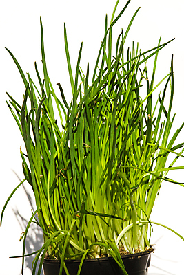 포토 JPG 해외이미지 식물 화분 잎 재료 사람없음 세로 초록색 농작물 성장 흰색 신선 양념 허브 향신료 묘사 흰배경 원예 쪽파 채소밭 세련 해외포토 컬러 백그라운드 밭 농업 취미 파 향미료 파일형식 이미지허브