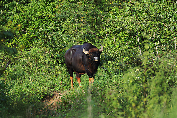 포토 JPG 해외이미지 동물 공원 여자 야생동물 포유류 태국 자연 휴식 뿔 종류 사람없음 야외 힘 소 보호 숲 큼 인도인 들소 대륙 황소 근육질 고립 웅장함 이마 전국 해외포토 외국인 공공시설 아시아 컨셉 근육 사람 동양인 크기 몸매 생태계 파일형식 이미지허브