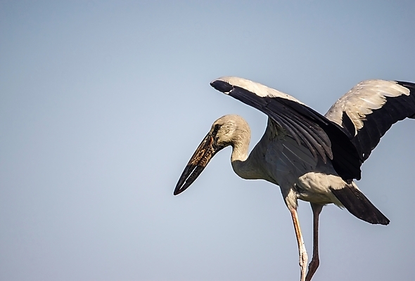 포토 JPG 해외이미지 동물 실루엣 야생동물 바다 여행 백그라운드 오렌지 자연 조류 하늘 휴가 성인 사람없음 야외 물 파란색 빛 태양 일출 검은색 일몰 흰색 왜가리 깃털 부리 내추럴 동물상 황새 수평선 해외포토 자연요소 컬러 과일 촬영기법 사람 조형물 노을 생태계 파일형식 이미지허브