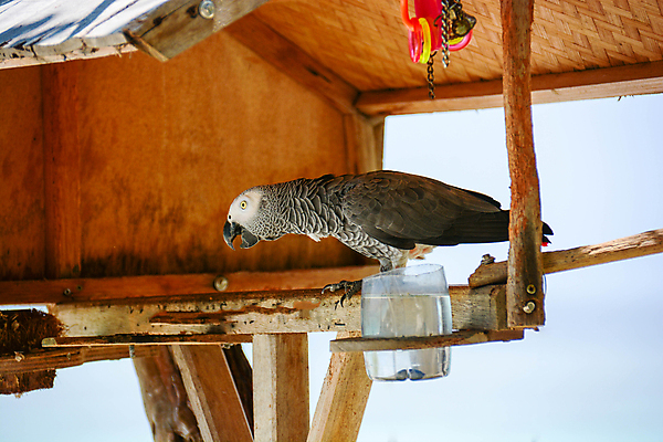 포토 JPG 해외이미지 동물 야생동물 백그라운드 자연 조류 사람없음 초록색 파란색 반려동물 컬러풀 뷰티 노란색 회색 흰색 부리 앵무새 내추럴 고립 이국적 해외포토 컬러 생태계 파일형식 이미지허브
