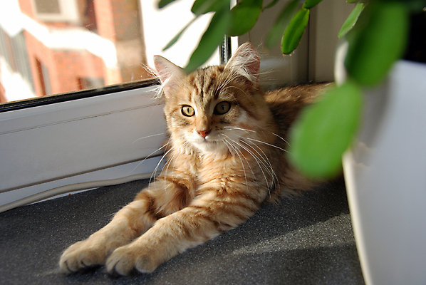 포토 JPG 해외이미지 동물 백그라운드 포유류 발 놀이 수염 주택 털 잔디 사람없음 야외 빨간색 초록색 파란색 반려동물 달리기 노란색 머리 귀여움 점프 고양이 줄무늬 회색 흰색 꼬리 솜털 거짓말 발톱 총구 해외포토 식물 컬러 컨셉 무늬 모션 건물 신체부위 파일형식 이미지허브