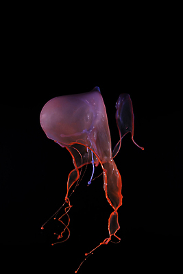 포토 JPG 해외이미지 모양 분홍색 백그라운드 이동 오렌지 부분 모션 추상 프레임 기술 창조 사람없음 그래픽 물 우주 검은색 공백 액체 떨어짐 상품 혼합 싱글 합성 층 고립 구성 스플래쉬 방식 해외포토 자연요소 컬러 컨셉 무늬 과일 파일형식 이미지허브