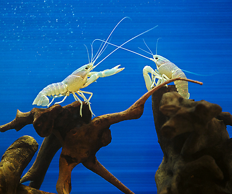 포토 JPG 해외이미지 식물 동물 1 호수 야생동물 음식 바다 백그라운드 신체 자연 새우 어류 사람없음 장식 빨간색 초록색 물 파란색 반려동물 강 뷰티 수중 수영 껍질 흰색 신선 점 가재 바닷가재 해산물 오브젝트 유기농 꼬리 탱크 수족관 내추럴 고립 깊이 해외포토 자연요소 웰빙 컬러 갑각류 수중동물 수상스포츠 생태계 파일형식 이미지허브