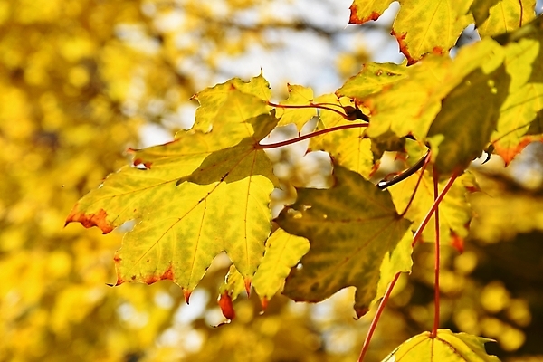포토 JPG 해외이미지 나무 식물 구름 계절 공원 여행 백그라운드 잎 겨울 밭 오렌지 자연 벽지 하늘 날씨 프레임 풍경 사람없음 목재 빨간색 초록색 여름 컬러풀 햇빛 태양 뷰티 갈색 노란색 환경 맑음 봄 새벽 가을 시골 신선 황금 숲 보케 고립 해외포토 자연요소 공공시설 컬러 농업 과일 재료 생태계 파일형식 이미지허브