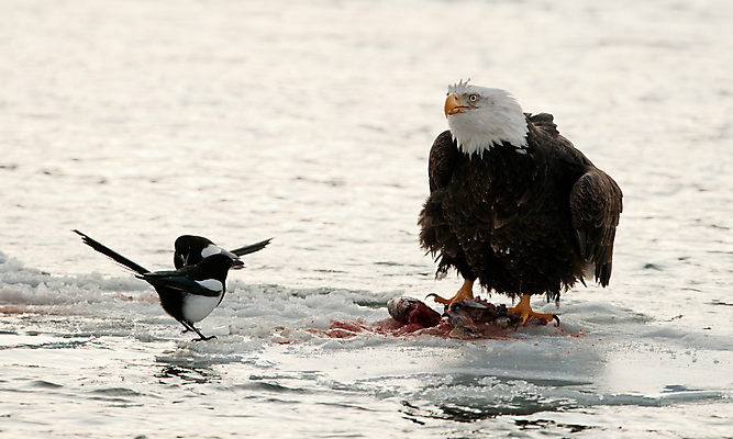 포토 JPG 해외이미지 동물 야생동물 여행 겨울 날개 의자 자연 조류 사람없음 야외 물 강 갈색 머리 얼음 미국 힘 외침 자유 흰색 황무지 먹이 대표 심볼 깃털 부리 독수리 육식동물 대머리 사냥꾼 알래스카 무료 수유 웅장함 해외포토 자연요소 직업 헤어스타일 계절 컬러 가구 컨셉 북아메리카 신체부위 소리 생태계 파일형식 이미지허브