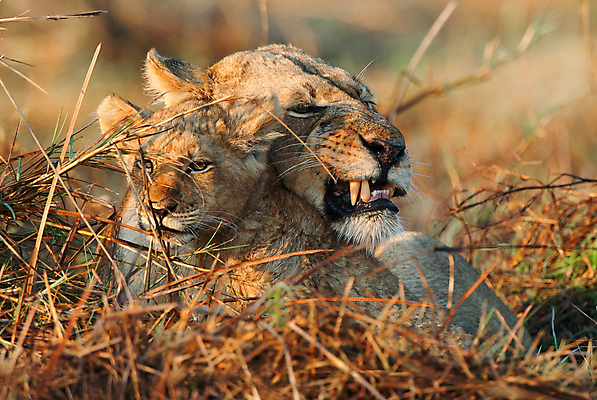 포토 JPG 해외이미지 동물 여자 아들 야생동물 어린이 새끼 포유류 가족 아프리카 자연 엄마 아침 수염 털 사람없음 가로 빛 햇빛 태양 고양이 침묵 분노 아기 치아 사자 작음 큼 모피 사파리 육식동물 케냐 사바나 암사자 잠비아 탄자니아 해외포토 주간 자연요소 감정 나라 관계 사람 반려동물 소리 소화기관 크기 암컷 생태계 파일형식 이미지허브